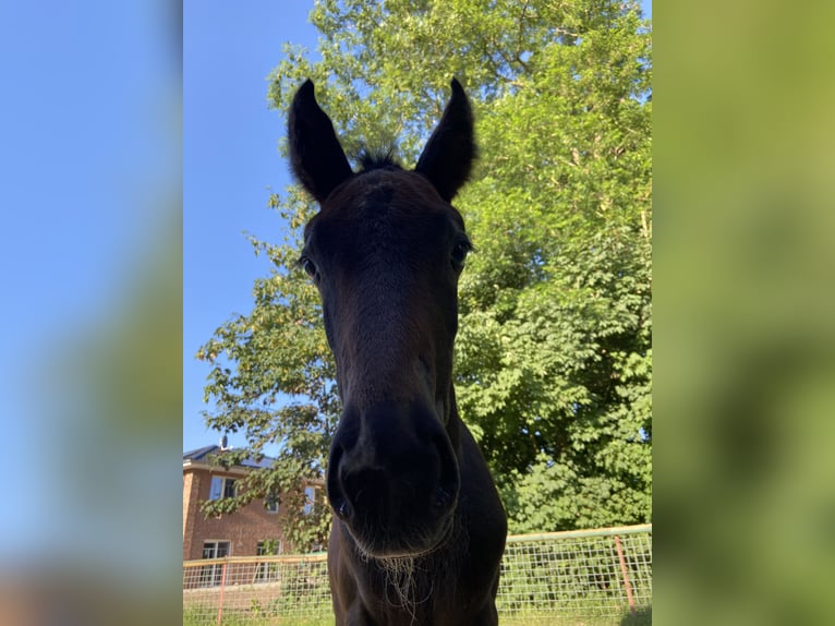 Oldenburger Springpferd Hengst Fohlen (05/2025) 175 cm Kann Schimmel werden in MolbergenPeheim