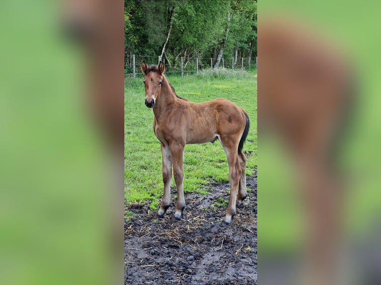 Oldenburger Springpferd Hengst Fohlen (05/2025) Brauner in Emstek