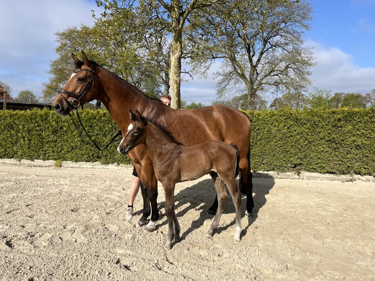 Oldenburger Springpferd Hengst Fohlen (03/2026) Brauner in Hörstel