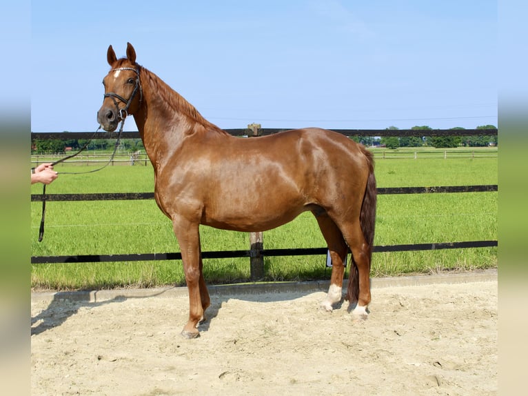 Oldenburger Springpferd Hengst Fohlen (06/2025) Brauner in Garrel