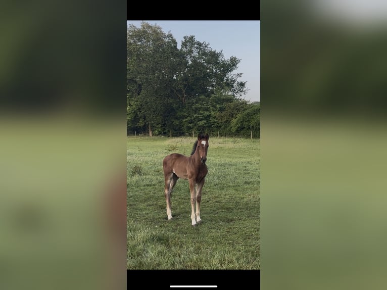 Oldenburger Springpferd Hengst  Brauner in Gilten