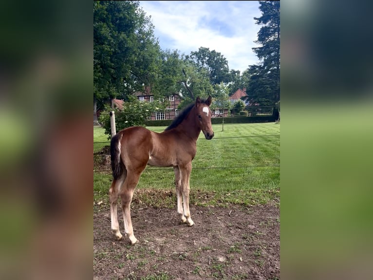 Oldenburger Springpferd Hengst  Brauner in Gilten