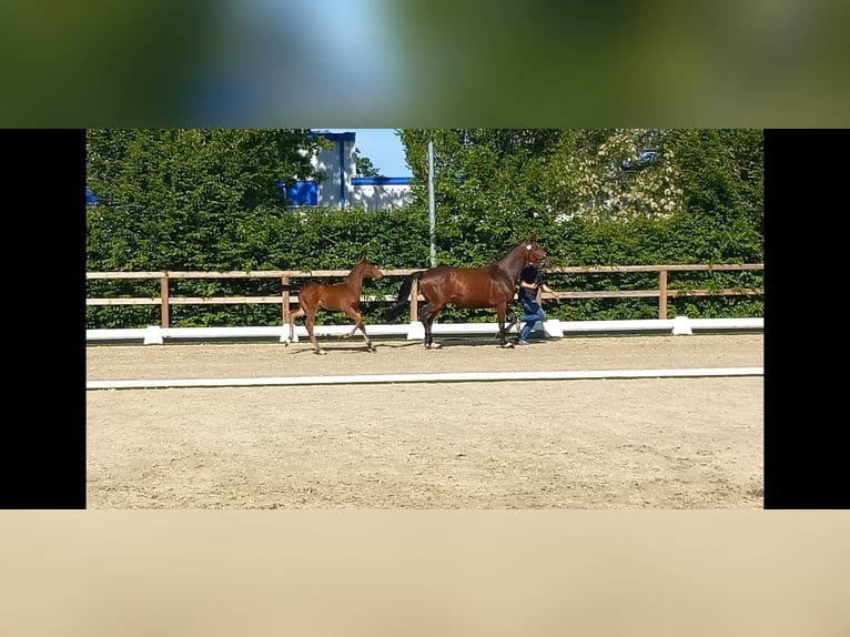 Oldenburger Springpferd Hengst  Brauner in Haren