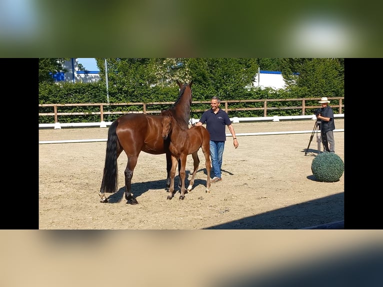 Oldenburger Springpferd Hengst  Brauner in Haren