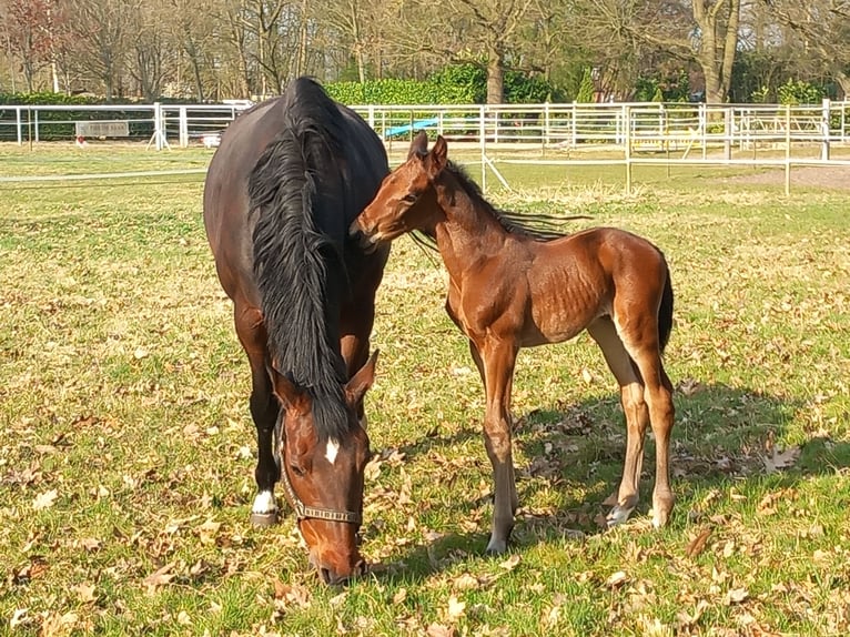 Oldenburger Springpferd Hengst  Brauner in Haren
