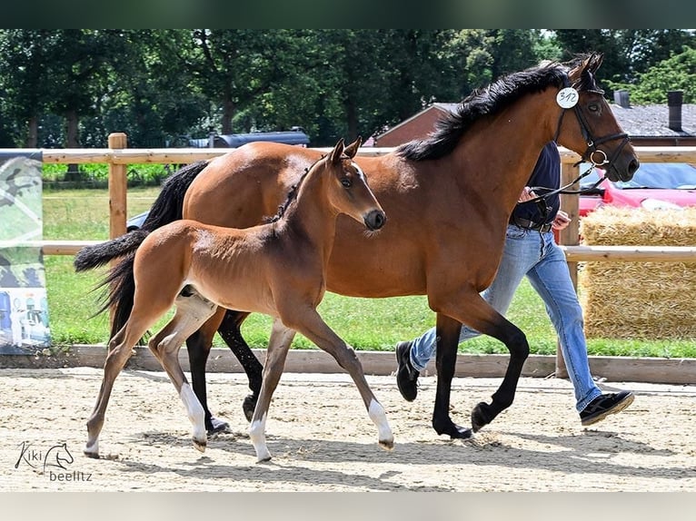 Oldenburger Springpferd Hengst Fohlen (06/2025) Brauner in L&#xF6;ningen