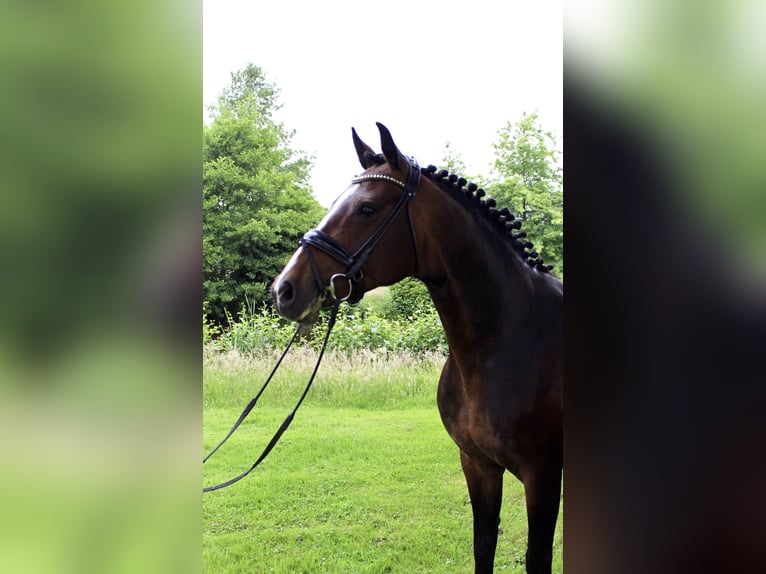 Oldenburger Springpferd Hengst  Brauner in Stuhr