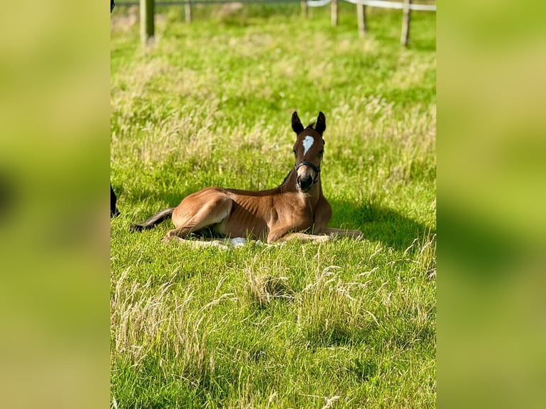 Oldenburger Springpferd Hengst Fohlen (06/2025) Brauner in Versmold