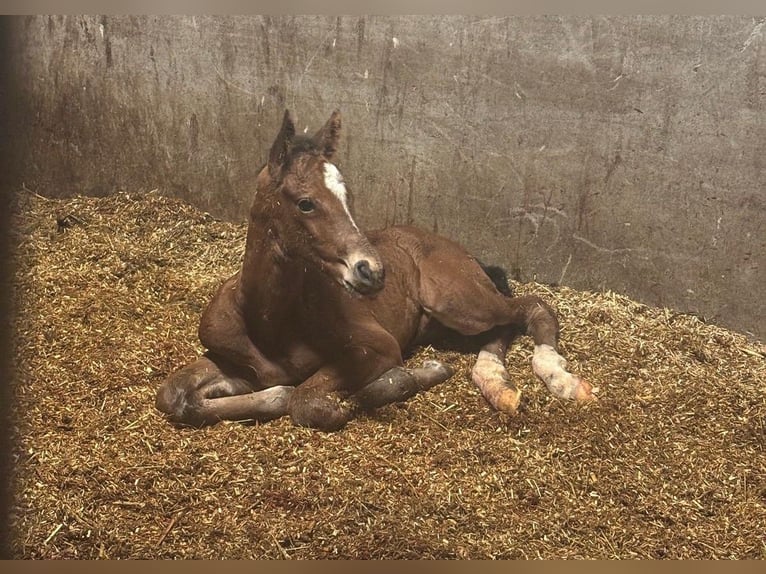 Oldenburger Springpferd Hengst  Brauner in Bockhorn Ellenserdammersiel