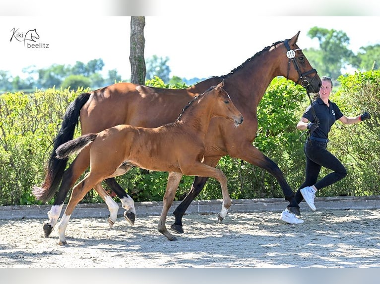 Oldenburger Springpferd Hengst  Brauner in Bockhorn Ellenserdammersiel