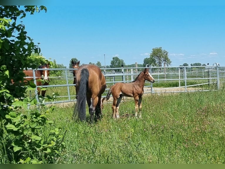 Oldenburger Springpferd Hengst Fohlen (04/2025) Brauner in Neupotz