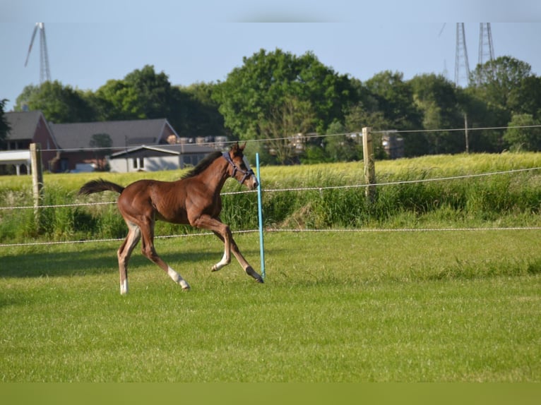 Oldenburger Springpferd Mix Hengst  Brauner in Voltlage