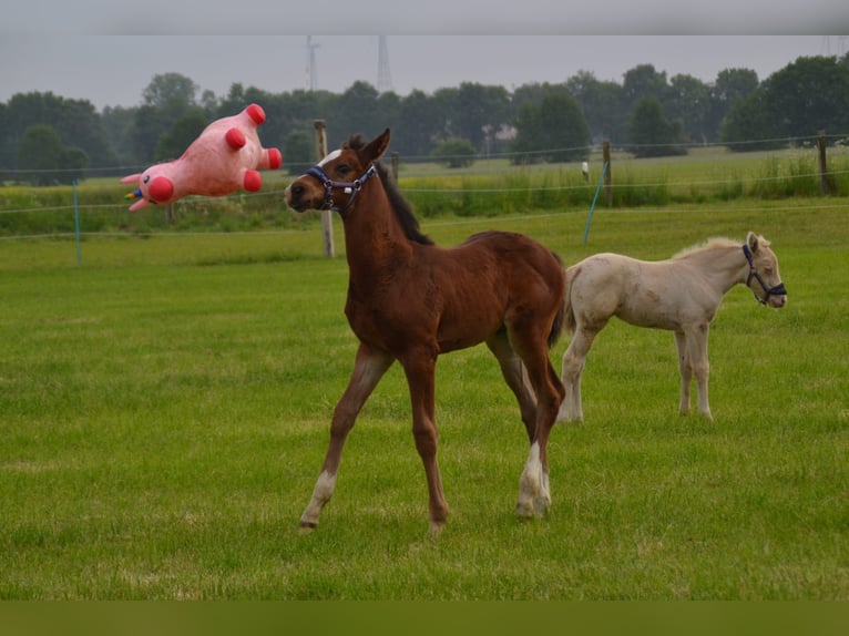 Oldenburger Springpferd Mix Hengst  Brauner in Voltlage