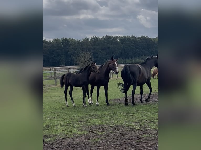 Oldenburger Springpferd Hengst Fohlen (04/2026) Brauner in Versmold