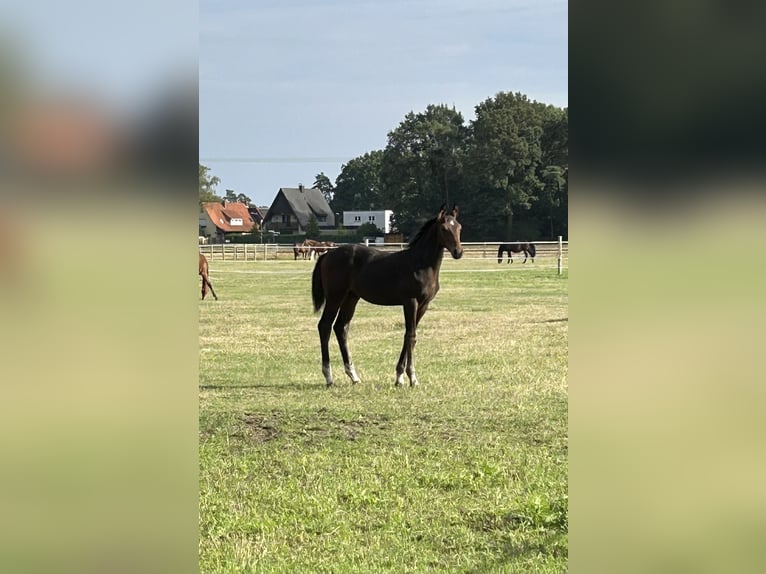 Oldenburger Springpferd Hengst Fohlen (04/2026) Brauner in Versmold