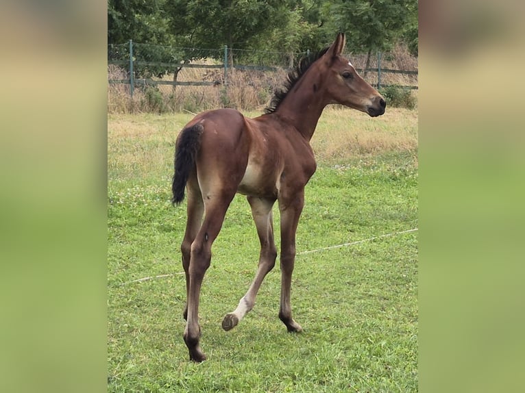 Oldenburger Springpferd Hengst Fohlen (06/2026) Brauner in Werdershausen