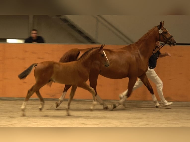 Oldenburger Springpferd Hengst  Brauner in Wittstock/Dosse