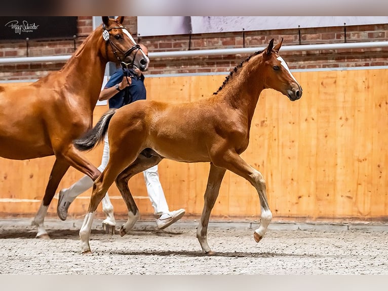 Oldenburger Springpferd Hengst Fohlen (04/2025) Brauner in Wittstock/Dosse