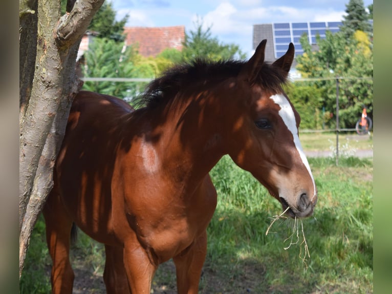 Oldenburger Springpferd Hengst Fohlen (04/2025) Brauner in Wittstock/Dosse