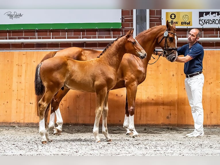 Oldenburger Springpferd Hengst Fohlen (04/2025) Brauner in Wittstock/Dosse