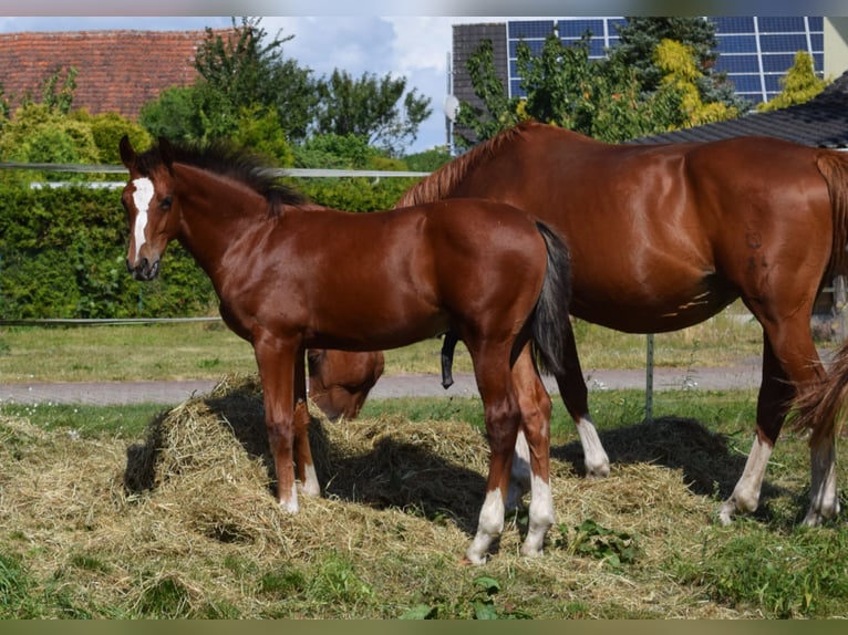 Oldenburger Springpferd Hengst Fohlen (04/2025) Brauner in Wittstock/Dosse