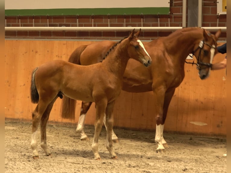 Oldenburger Springpferd Hengst  Brauner in Wittstock/Dosse