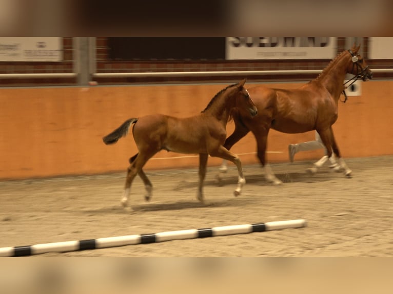 Oldenburger Springpferd Hengst  Brauner in Wittstock/Dosse