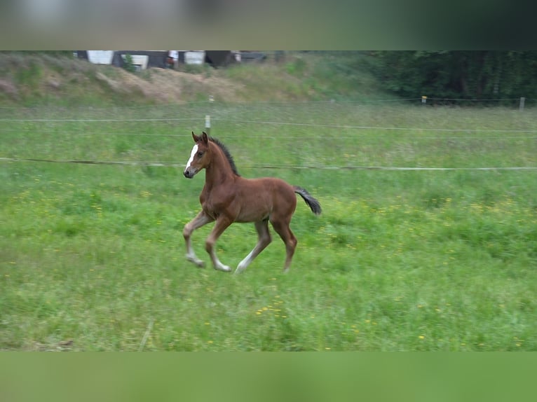 Oldenburger Springpferd Hengst  Brauner in Wittstock/Dosse