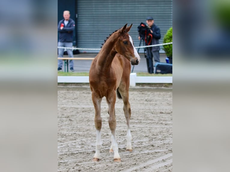 Oldenburger Springpferd Hengst  Brauner in Edewecht