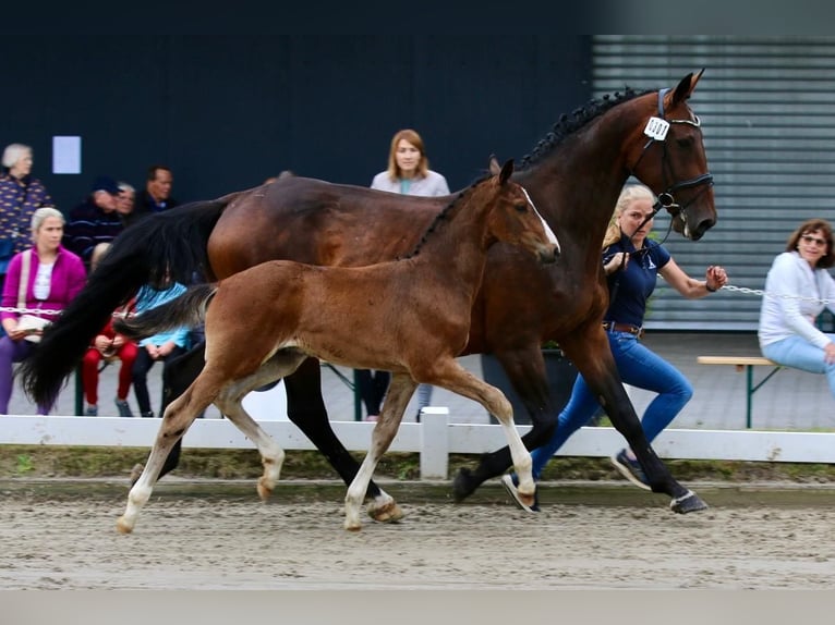 Oldenburger Springpferd Hengst  Brauner in Edewecht