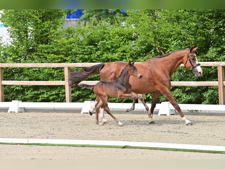 Oldenburger Springpferd Hengst  Dunkelbrauner in Coesfeld