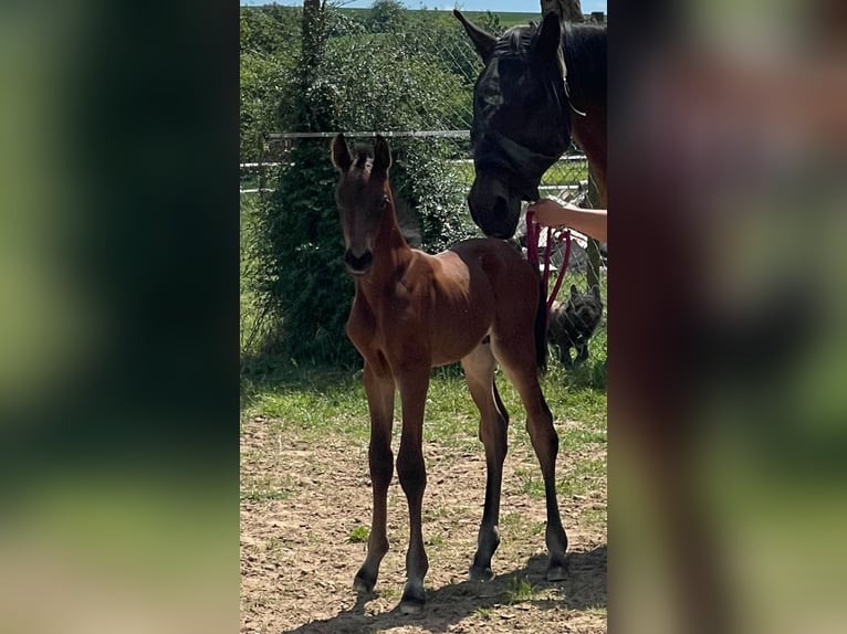 Oldenburger Springpferd Hengst  Dunkelbrauner in M&#xFC;nstermaifeldM&#xFC;nstermaifeld