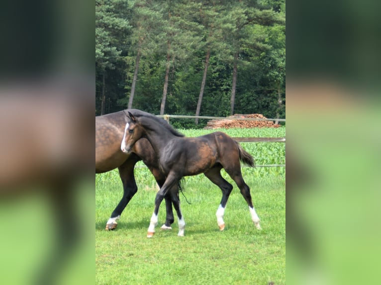 Oldenburger Springpferd Hengst  Dunkelbrauner in Molbergen