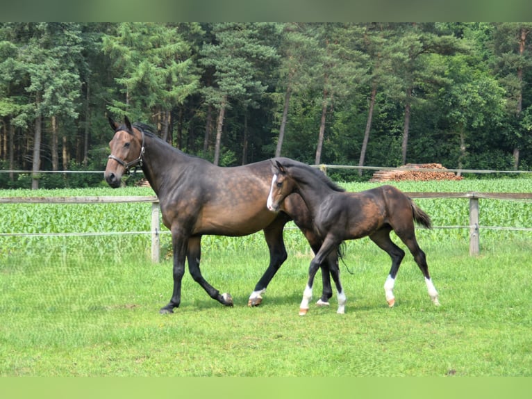 Oldenburger Springpferd Hengst  Dunkelbrauner in Molbergen
