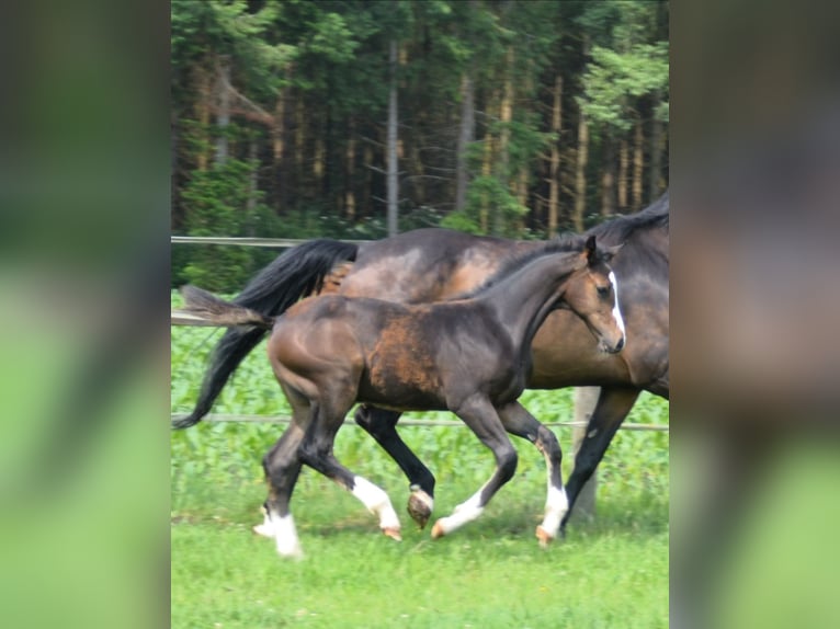 Oldenburger Springpferd Hengst  Dunkelbrauner in Molbergen