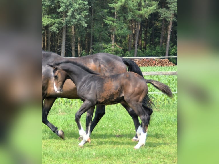 Oldenburger Springpferd Hengst  Dunkelbrauner in Molbergen