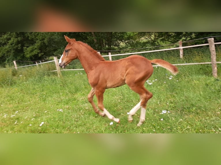 Oldenburger Springpferd Hengst  Fuchs in Friedrichsruhe