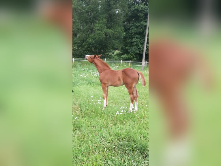 Oldenburger Springpferd Hengst  Fuchs in Friedrichsruhe