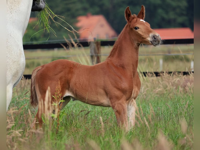Oldenburger Springpferd Hengst Fohlen (05/2026) Fuchs in Gersten