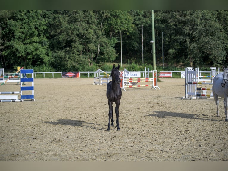 Oldenburger Springpferd Hengst Fohlen (03/2024) Kann Schimmel werden in Siegen