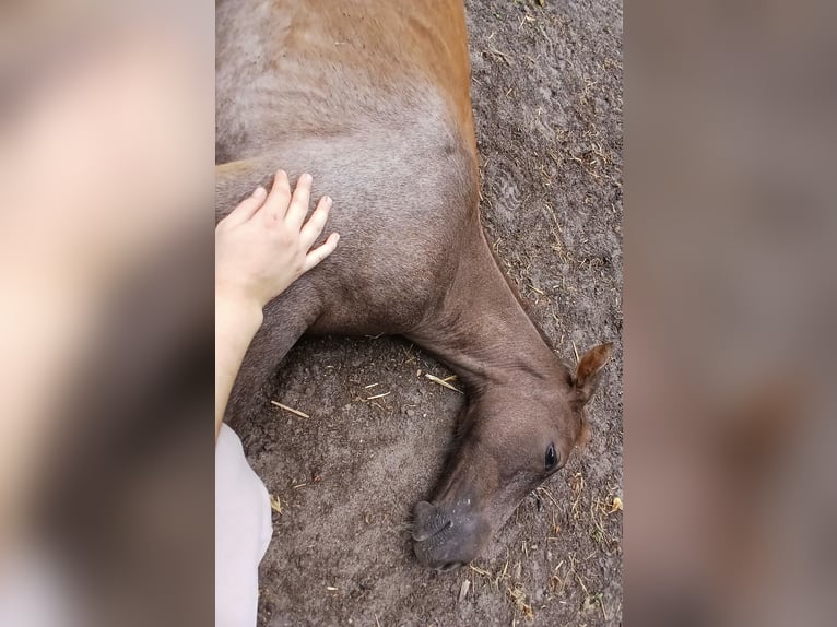 Oldenburger Springpferd Hengst Fohlen (04/2026) Kann Schimmel werden in Wilsum