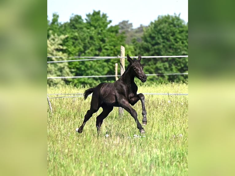 Oldenburger Springpferd Hengst Fohlen (05/2026) Rappe in Reichenwalde