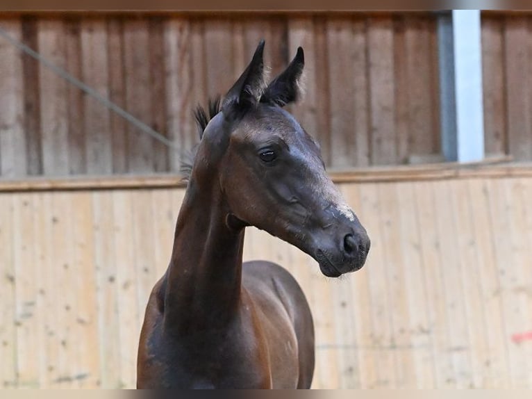 Oldenburger Springpferd Hengst Fohlen (05/2026) Rappe in Reichenwalde