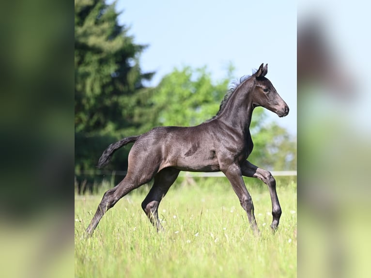 Oldenburger Springpferd Hengst Fohlen (05/2026) Rappe in Reichenwalde