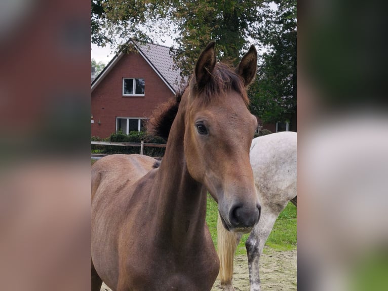 Oldenburger Springpferd Hengst Fohlen (04/2026) Schimmel in Cloppenburg