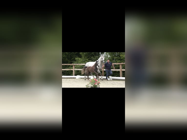 Oldenburger Springpferd Hengst  Schimmel in Garrel