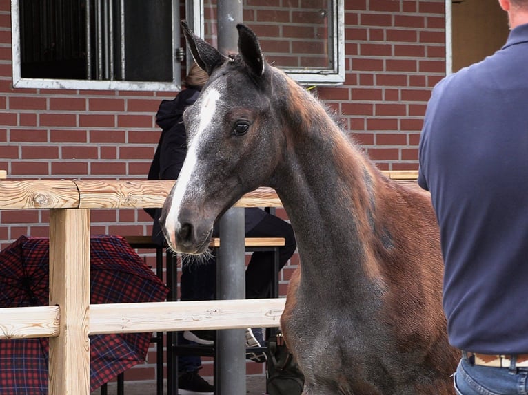 Oldenburger Springpferd Hengst  Schimmel in Garrel