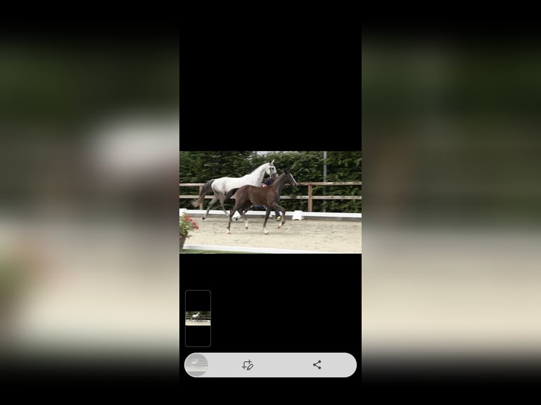 Oldenburger Springpferd Hengst  Schimmel in Garrel