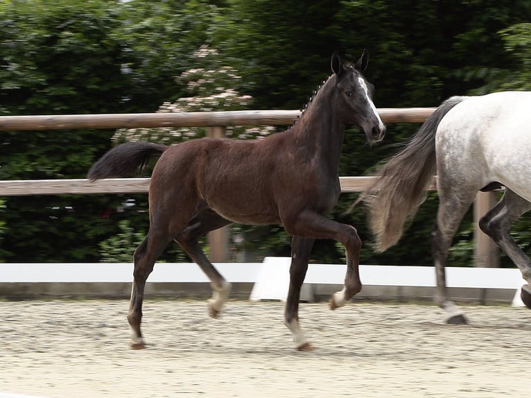 Oldenburger Springpferd Hengst  Schimmel in Garrel