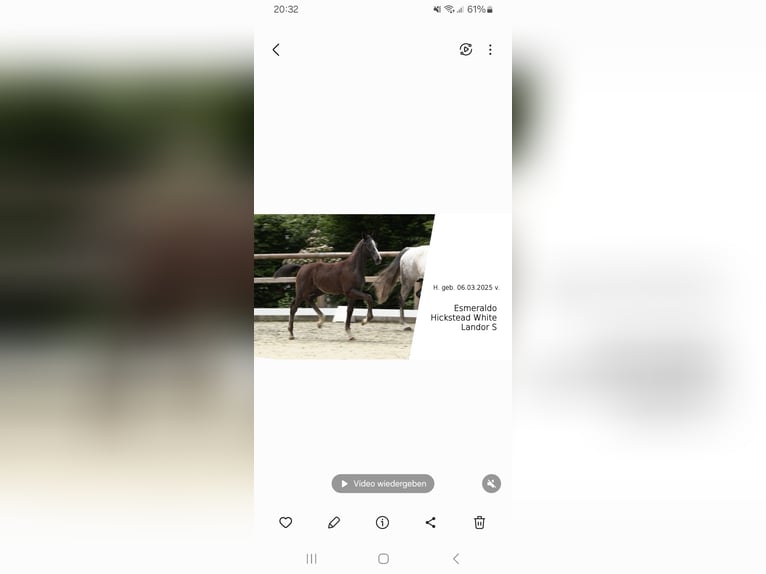 Oldenburger Springpferd Hengst  Schimmel in Garrel